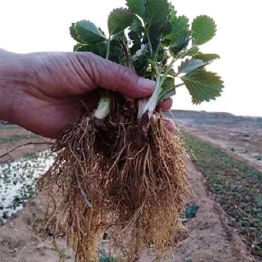 泰安章姬草莓苗 牛奶草莓 甜宝草莓苗 采摘园主流草莓品种 产量高