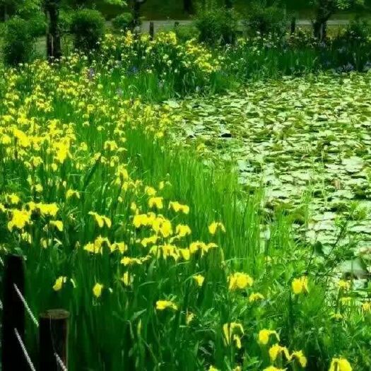 安新县黄菖蒲 