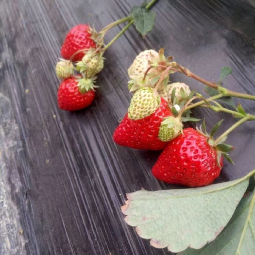 泰安菠萝草莓苗 地栽苗 10~20公分