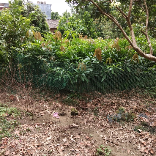 灵山县金煌芒果苗
