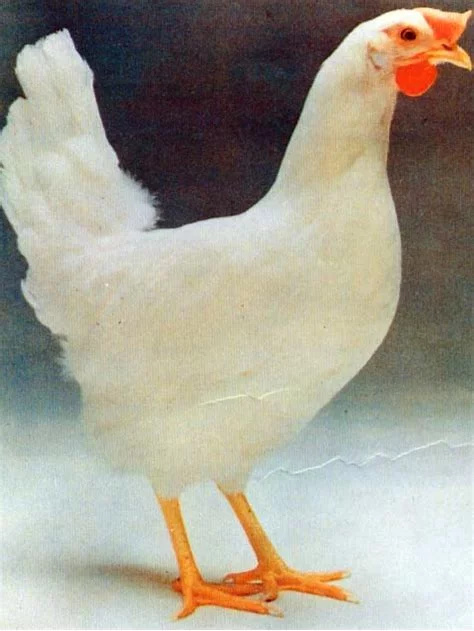 浏阳市罗曼粉蛋鸡苗 