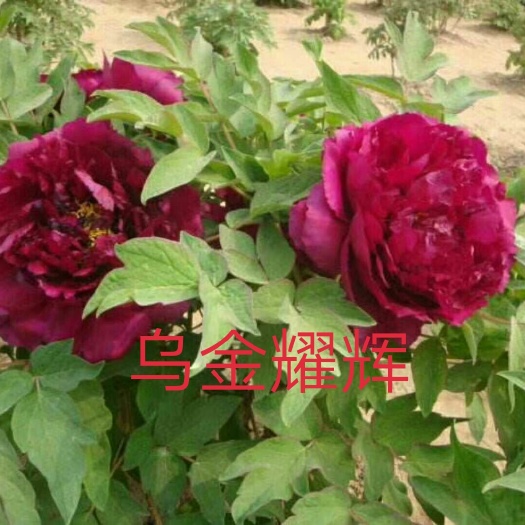 菏泽乌金耀辉 2cm以下 4cm以下 0.5米以下 