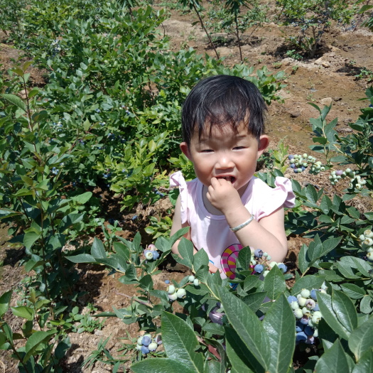 泰安蓝丰蓝莓苗