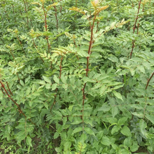 余庆县大红袍花椒苗
