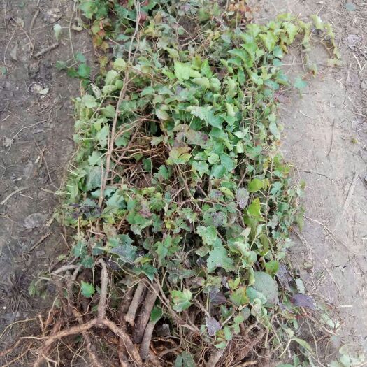 沭阳县三叶爬山虎 可攀爬 墙院 绿化
