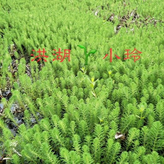 洪湖市粉绿狐尾藻  鱼虾蟹专用水草 耐高温  全年不死 量大价优