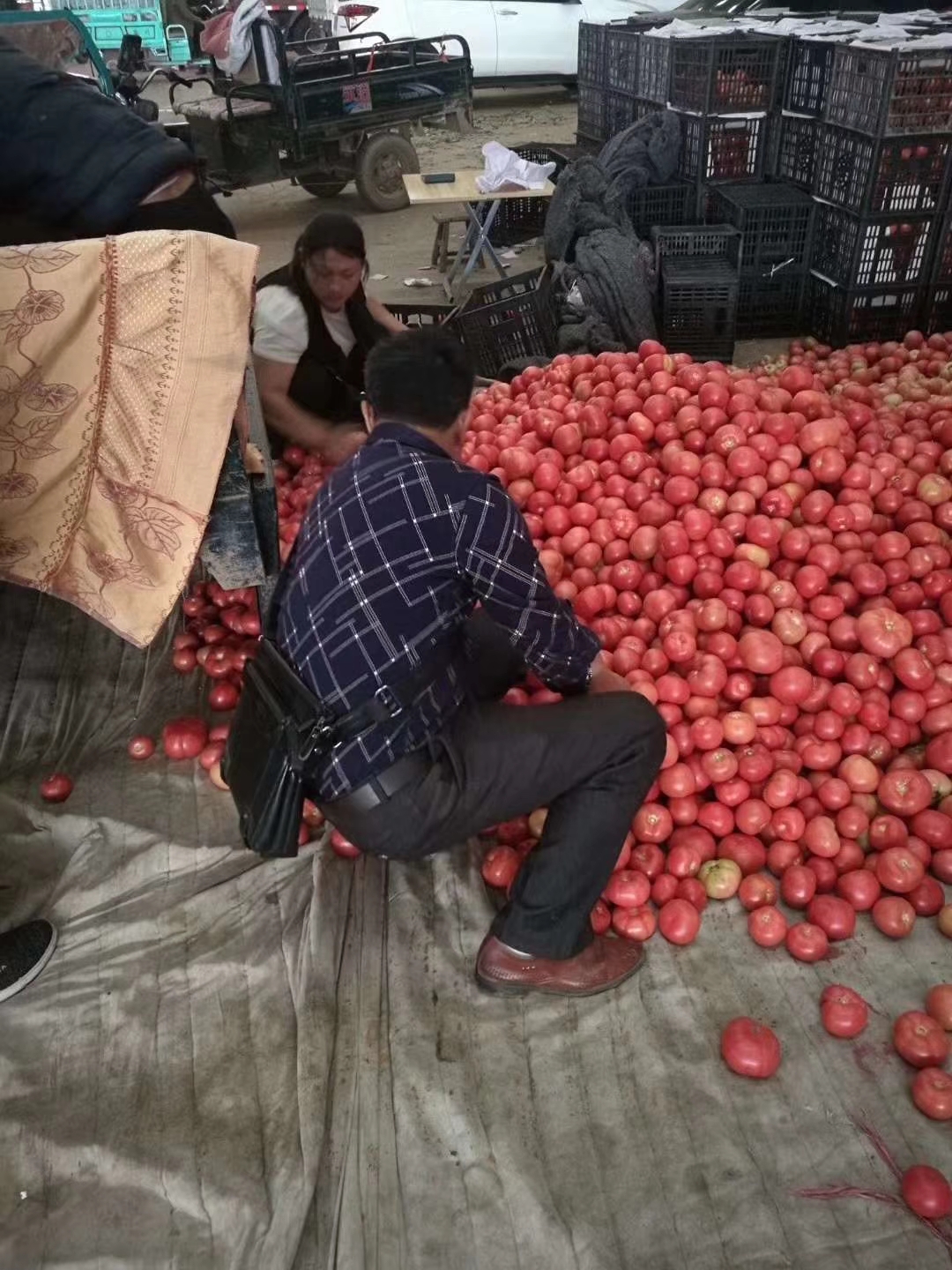 硬粉西红柿  西红柿大量有货欢迎各位老板来赚钱