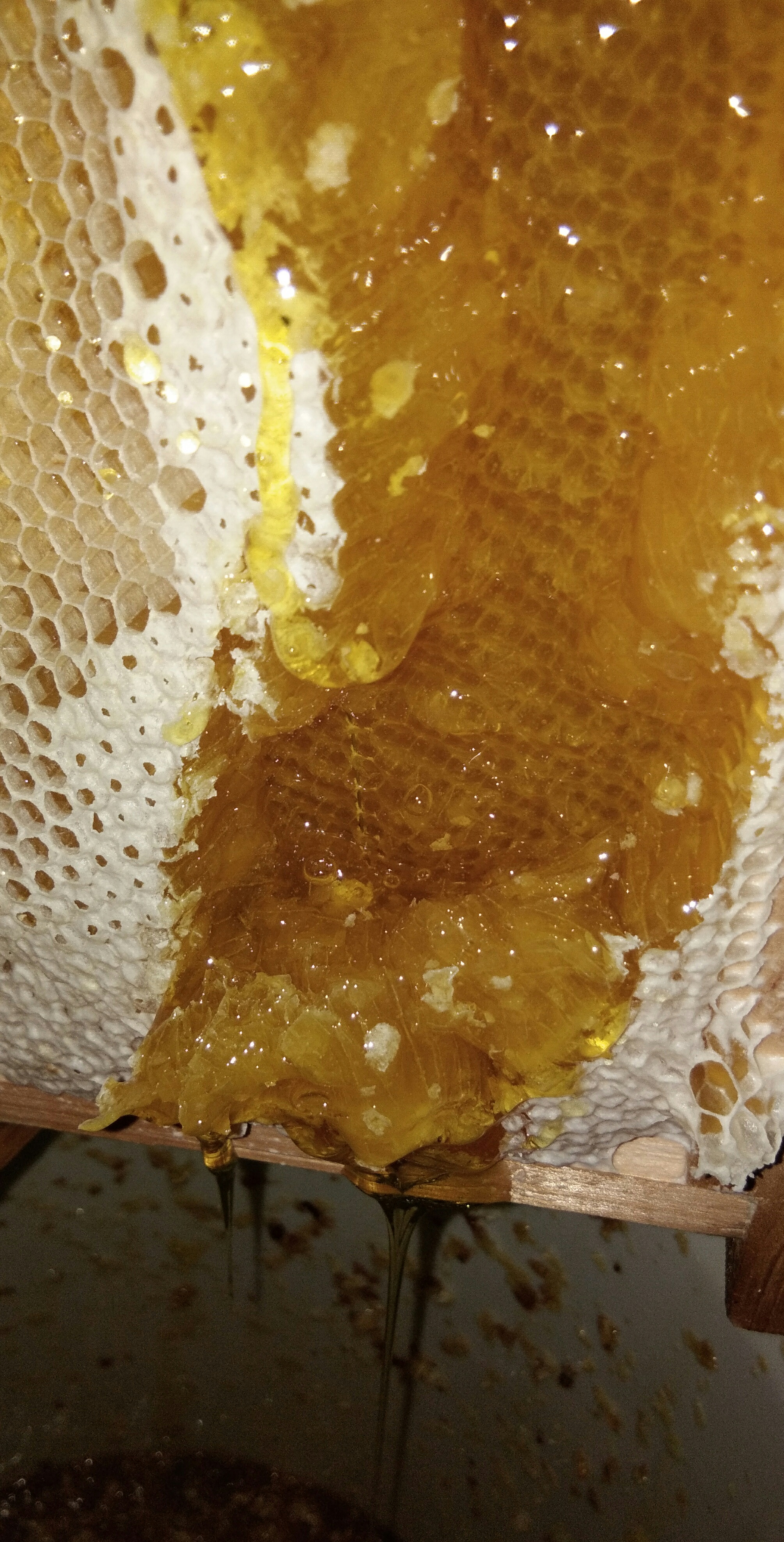 真正的土蜂蜜会凝固吗(土蜂蜜凝固的很坚硬是好吗)
