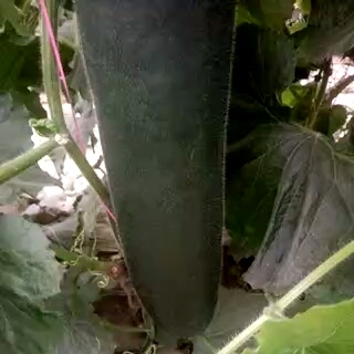 保定黑皮冬瓜  大量供应南瓜冬瓜蔬菜