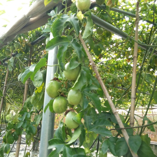 灵山县黄金百香果苗 