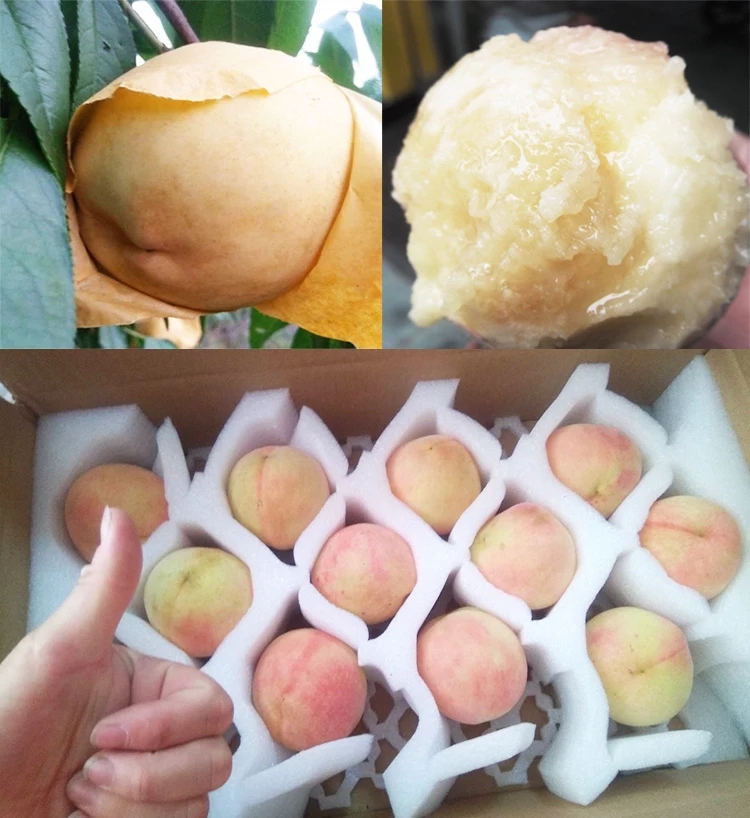 奉化水蜜桃 45mm以上 4两以上