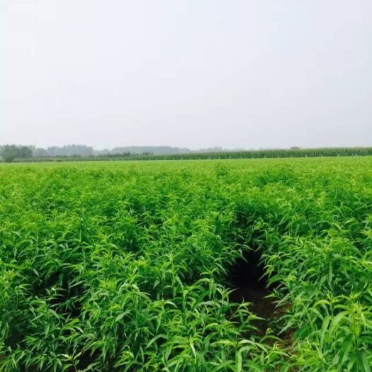 砀山县嫁接桃树苗 1~1.5米 