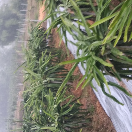 眉山红皮红肉火龙果苗