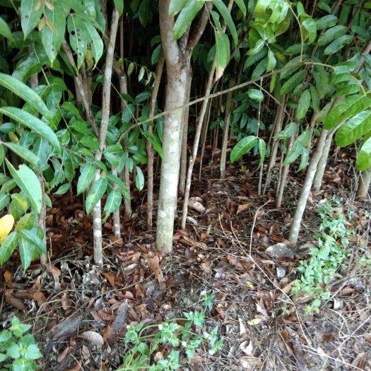 灵山县黄橄榄