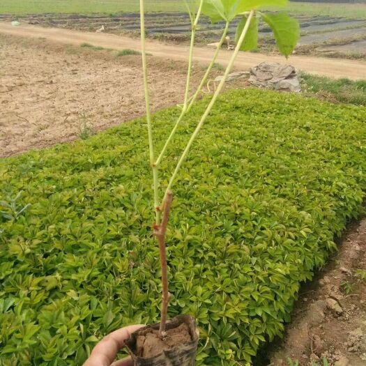 沭阳县爬山虎  工程护坡专用，欢迎订购，货源充足