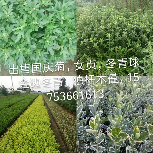临朐县营养钵卫茅 