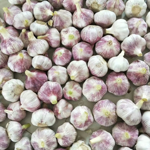 金乡县 金乡紫红皮大蒜