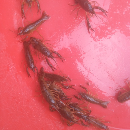 洪湖市龙虾苗  大量出售优质虾苗，日供应一万斤