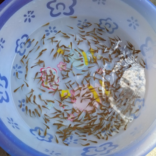 昆明泥鳅苗 