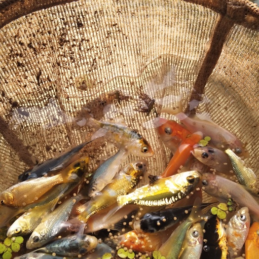 昆明锦鲤鱼苗