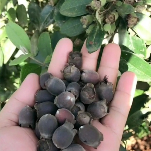 灵山县桃金娘苗 0.5米以下