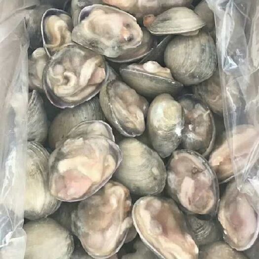 连云港黄金贝