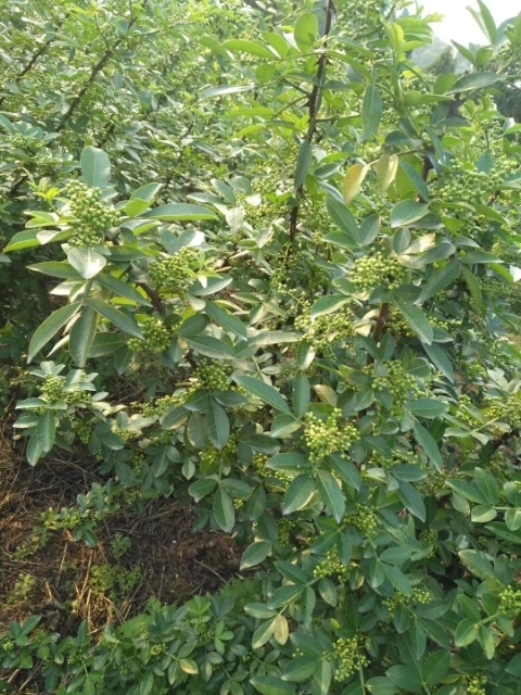 简阳市大红袍花椒苗 