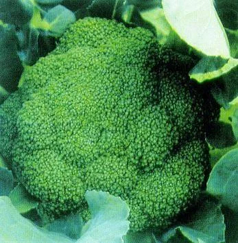 沂水县优秀西兰花