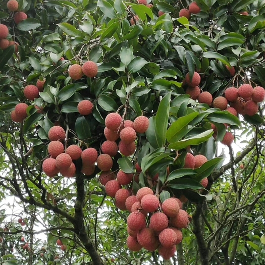 高州市桂味荔枝 白糖罂，妃子笑