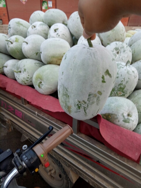 中牟县 大量供应水果冬瓜，一串铃冬瓜
