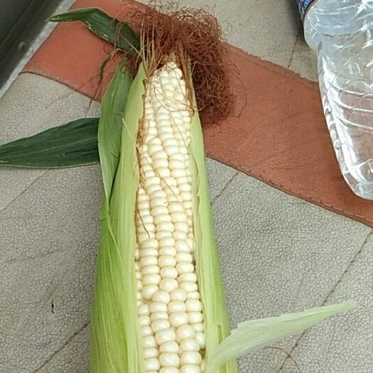 饶阳县玉米笋 白粒 鲜货