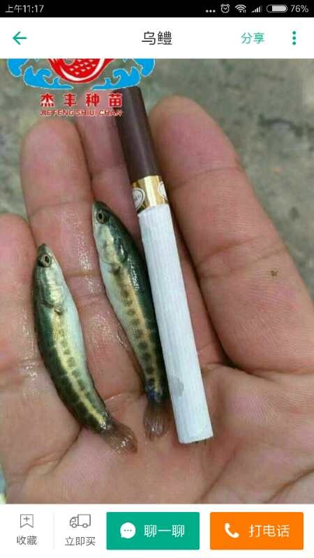 广州乌鳢苗  爆款生鱼苗，乌鱼苗，大得快