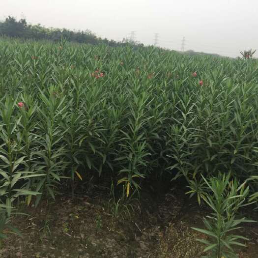 沭阳县夹竹桃 适应各个区域种值