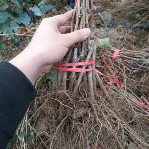 泰安夏黑葡萄苗