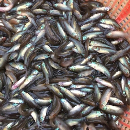 广州丁桂鱼苗  丁桂鱼，岁岁丁