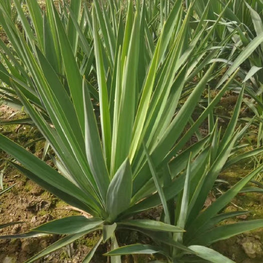 沭阳县剑麻苗