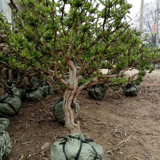 巨花一号金银花苗  巨花一号金银花树苗 金银花盆景树 金银花老桩 绿化盆栽占地树