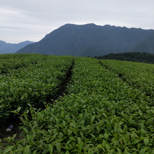 平和县福建平和大芹山特产白芽奇兰茶 熟茶 不伤胃红茶
