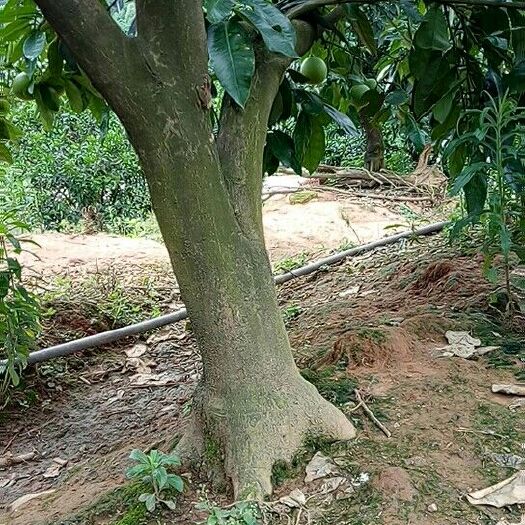 眉山琯溪蜜柚苗