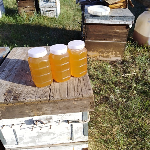 涿鹿县意蜂蜂蜜 塑料瓶装  2年以上 