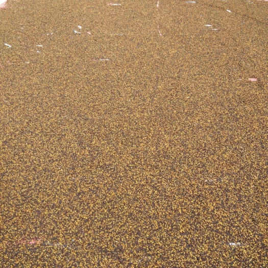 罗城县纯菜籽油