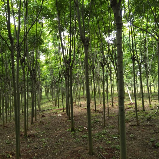 六安黄山栾树
