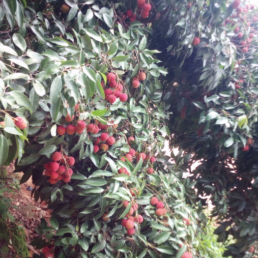 灵山县灵山香荔 2cm