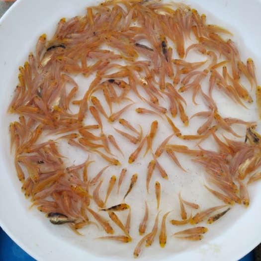 广州锦鲤鱼苗