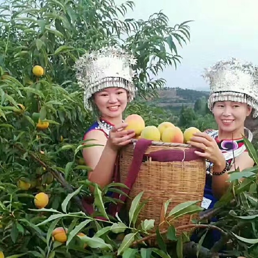 麻阳县锦绣黄桃 45mm以下 2 - 3两