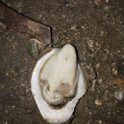 珠海珠海生蚝 一斤5只