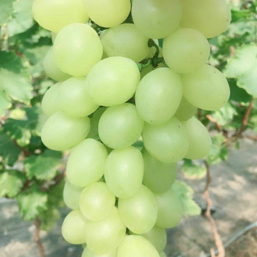 饶阳县冷棚维多利亚葡萄大量上市中