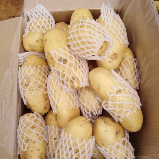 肥城市 可以生吃的益生菌土豆
