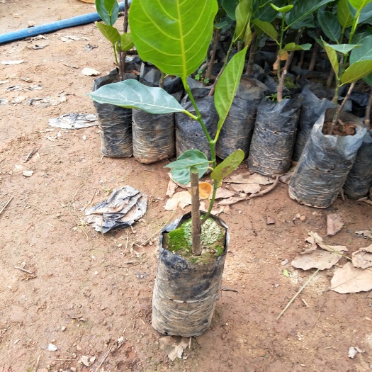 灵山县马来西亚一号菠萝蜜苗