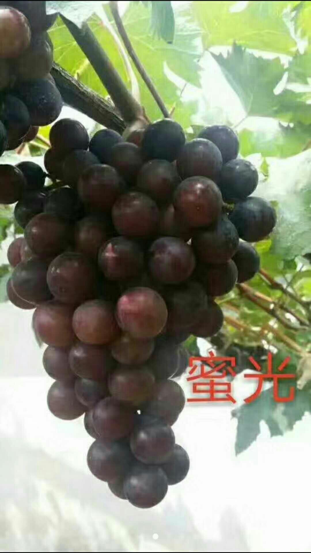 蜜光葡萄苗